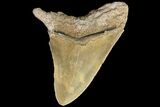 Bargain, Serrated, Fossil Megalodon Tooth - Georgia #77583-1